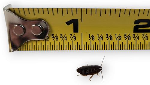 Show full view: Josh's Frogs Small Orange Head Roaches Live Feed Reptile Food, 1/4 to 1/2-in, 100 count slide 8 of 9