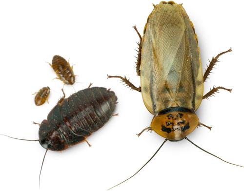 Show full view: Josh's Frogs Small Orange Head Roaches Live Feed Reptile Food, 1/4 to 1/2-in, 100 count slide 9 of 9