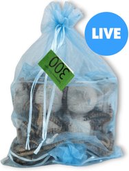 Josh's Frogs Superworms Live Feed Reptile Food, 300 count