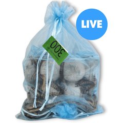 Josh's Frogs Superworms Live Feed Reptile Food, 300 count