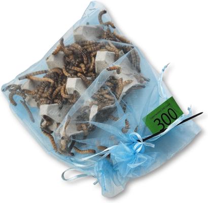 Show full view: Josh's Frogs Superworms Live Feed Reptile Food, 300 count slide 3 of 9