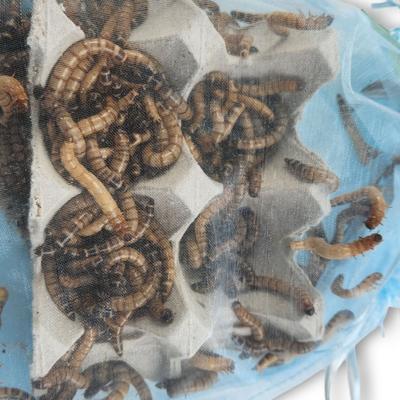 Show full view: Josh's Frogs Superworms Live Feed Reptile Food, 300 count slide 4 of 9