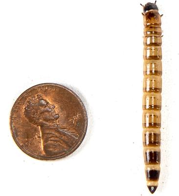 Show full view: Josh's Frogs Superworms Live Feed Reptile Food, 300 count slide 6 of 9