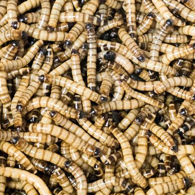 Show full view: Josh's Frogs Superworms Live Feed Reptile Food, 300 count slide 7 of 9