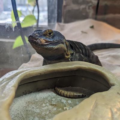 Show full view: Josh's Frogs Superworms Live Feed Reptile Food, 300 count slide 8 of 9