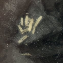 Josh's Frogs Temperate Springtail Collembola Culture Live Feed Reptile Food, 32-oz tub slide 2 of 9