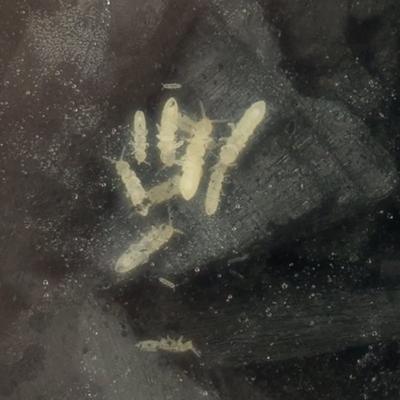 Show full view: Josh's Frogs Temperate Springtail Collembola Culture Live Feed Reptile Food, 32-oz tub slide 3 of 10