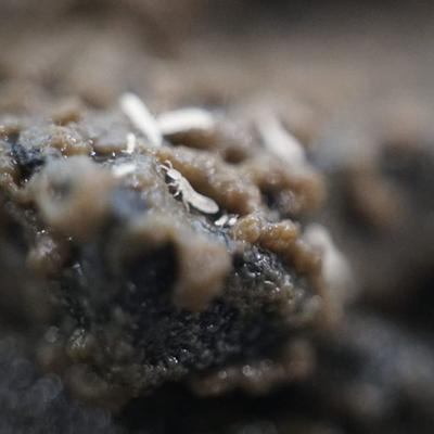 Show full view: Josh's Frogs Temperate Springtail Collembola Culture Live Feed Reptile Food, 32-oz tub slide 5 of 10