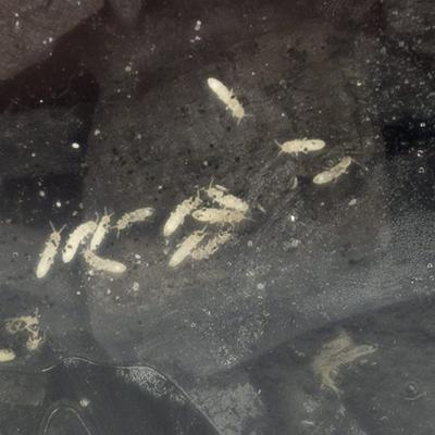 Show full view: Josh's Frogs Temperate Springtail Collembola Culture Live Feed Reptile Food, 32-oz tub slide 6 of 10