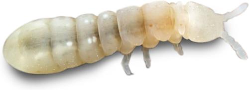 Show full view: Josh's Frogs Temperate Springtail Collembola Culture Live Feed Reptile Food, 32-oz tub slide 7 of 10