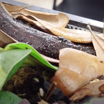 Show full view: Josh's Frogs Temperate Springtail Collembola Culture Live Feed Reptile Food, 32-oz tub slide 8 of 10