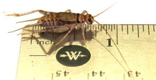 Show full view: Josh's Frogs Tree Frog Feeder Bundle, Adult slide 3 of 9