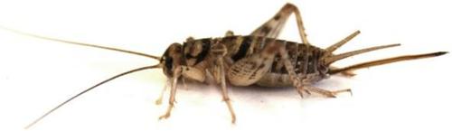 Show full view: Josh's Frogs Tree Frog Feeder Bundle, Adult slide 4 of 9