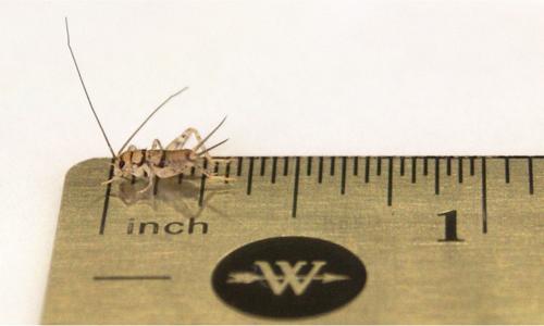 Show full view: Josh's Frogs Tree Frog Feeder Bundle, Baby slide 3 of 9