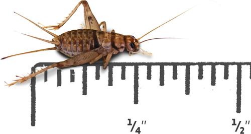 Show full view: Josh's Frogs Tree Frog Feeder Bundle, Baby slide 4 of 9