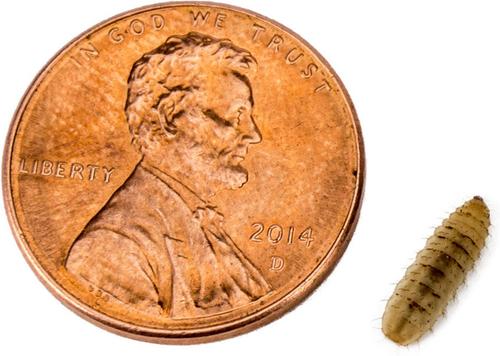 Show full view: Josh's Frogs Tree Frog Feeder Bundle, Baby slide 6 of 9