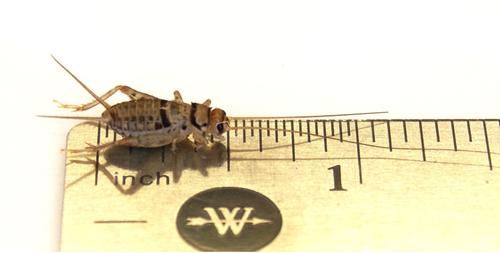 Show full view: Josh's Frogs Tree Frog Feeder Bundle, Juvenile slide 3 of 9