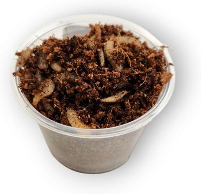 Show full view: Josh's Frogs Tree Frog Feeder Bundle, Juvenile slide 6 of 9