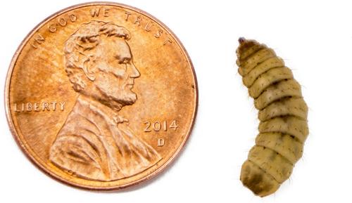 Show full view: Josh's Frogs Tree Frog Feeder Bundle, Juvenile slide 7 of 9