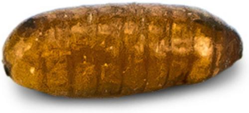 Show full view: Josh's Frogs Tree Frog Feeder Bundle, Juvenile slide 9 of 9