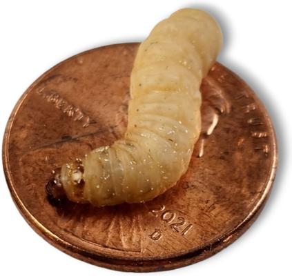 Show full view: Josh's Frogs Waxworms Live Feed Reptile Food, 250 count slide 6 of 10