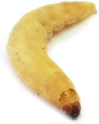 Show full view: Josh's Frogs Waxworms Live Feed Reptile Food, 250 count slide 7 of 10