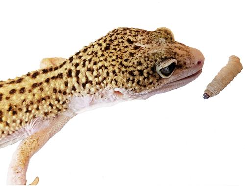 Show full view: Josh's Frogs Waxworms Live Feed Reptile Food, 50 count slide 8 of 10