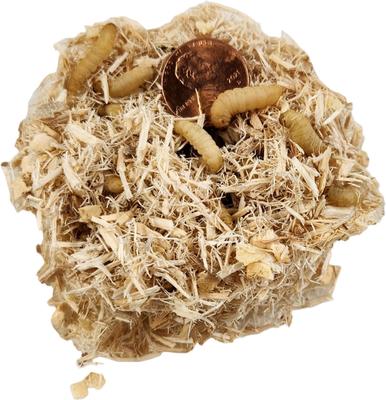 Show full view: Josh's Frogs Waxworms Live Feed Reptile Food, 500 count slide 5 of 11