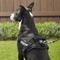 Show in main carousel: Julius-K9 IDC Powerharness Nylon Reflective No Pull Dog Harness, Black, Size 0: 22.8 to 30-in chest slide 6 of 12
