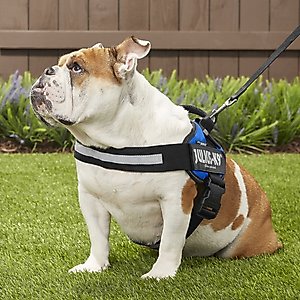 Julius-K9 IDC Powerharness Nylon Reflective No Pull Dog Harness, Blue, Size 1: 26 to 33.5-in chest