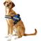 Show in main carousel: Julius-K9 IDC Powerharness Nylon Reflective No Pull Dog Harness, Blue, Size 2: 28 to 37.5-in chest slide 3 of 12