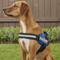 Show in main carousel: Julius-K9 IDC Powerharness Nylon Reflective No Pull Dog Harness, Blue, Size 2: 28 to 37.5-in chest slide 5 of 12