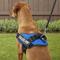 Show in main carousel: Julius-K9 IDC Powerharness Nylon Reflective No Pull Dog Harness, Blue, Size 2: 28 to 37.5-in chest slide 6 of 12