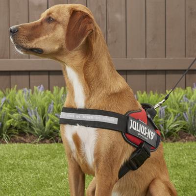 Show full view: Julius-K9 IDC Powerharness Nylon Reflective No Pull Dog Harness, Red, Size 2: 28 to 37.5-in chest slide 5 of 12