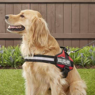 Show full view: Julius-K9 IDC Powerharness Nylon Reflective No Pull Dog Harness, Red, Size 3: 32.5 to 46.5-in chest slide 5 of 12