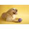 Show in main carousel: JW Pet Crackle Heads Ball Dog Toy, Color Varies, Large slide 8 of 10