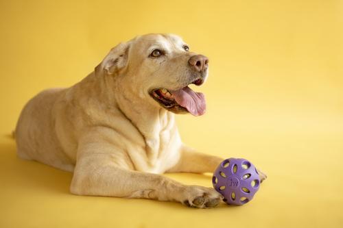 Show full view: JW Pet Crackle Heads Ball Dog Toy, Color Varies, Large slide 8 of 10