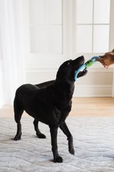 JW Pet Giggle Tug Dog Toy slide 2 of 2