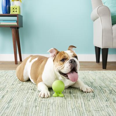 Show full view: JW Pet Good Cuz Dog Toy, Color Varies, Medium slide 6 of 8