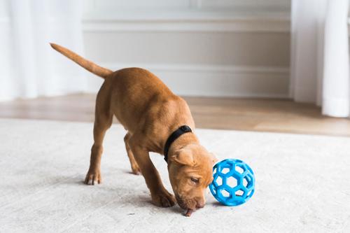 Show full view: JW Pet Hol-ee Roller Dog Toy, Color Varies, Medium slide 4 of 8