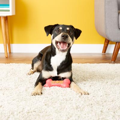 Show full view: JW Pet iSqueak Bone Dog Toy, Color Varies, Medium slide 5 of 8