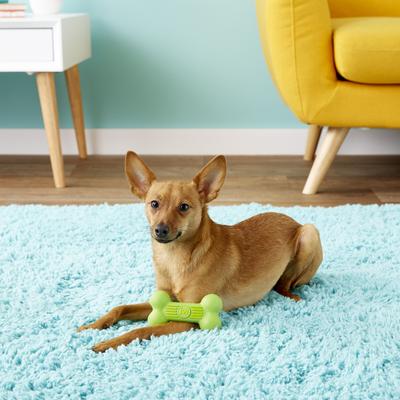 Show full view: JW Pet iSqueak Bone Dog Toy, Color Varies, Small slide 5 of 8