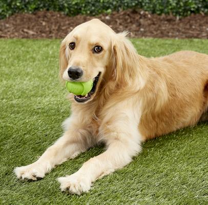 Show full view: JW Pet iSqueak Bouncin' Baseball Dog Toy, Color Varies, Medium slide 3 of 8