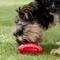 Show in main carousel: JW Pet iSqueak Funble Football Dog Toy, Color Varies, Small slide 6 of 8