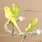 Show in main carousel: JW Pet Medium Comfy Bird Perch, 21-in slide 5 of 7
