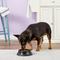 Show in main carousel: JW Pet Skid Stop Heavyweight Non-Skid Plastic Dog & Cat Bowl, 2-cup slide 2 of 6