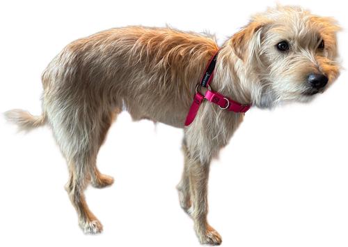 Show full view: JWalker Dog Harness, Raspberry Pink, X-Small slide 2 of 8