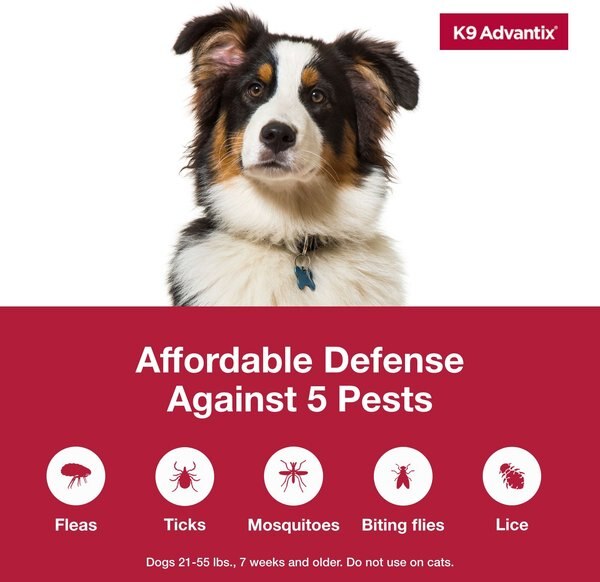 Bayer Advantage II Large Dog Flea Treatment – 21-55 Lbs, 4 Monthly Doses, Spot-On