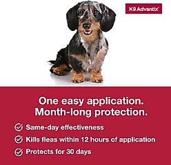 K9 Advantix Flea, Tick & Mosquito Prevention for Small Dogs, 4-10 lbs, 2-Monthly Treatments slide 2 of 9