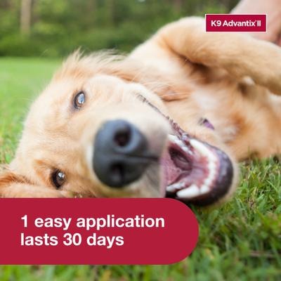 Show full view: K9 Advantix II Flea & Tick Spot Treatment for Dogs, 21-55 lbs, 12 Doses (12-mos. supply) slide 6 of 9
